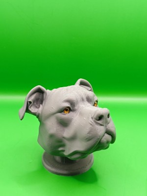 PITBULL0