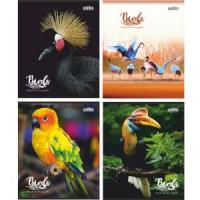 Klade līniju 48lp. BIRDS